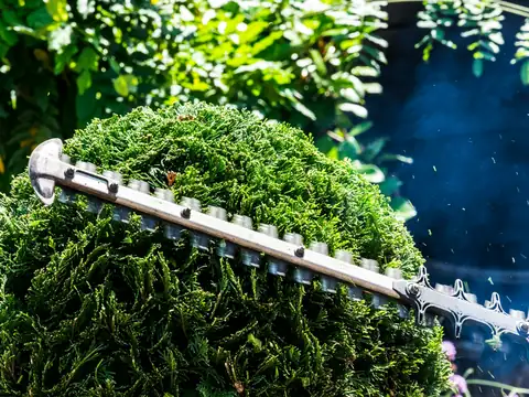 Hedge trimmer shaping a green shrub