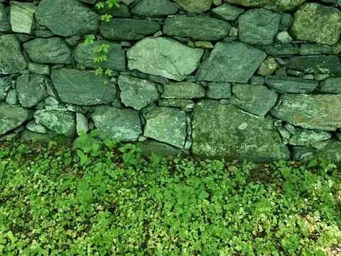 Stone wall garden bed with green foliage